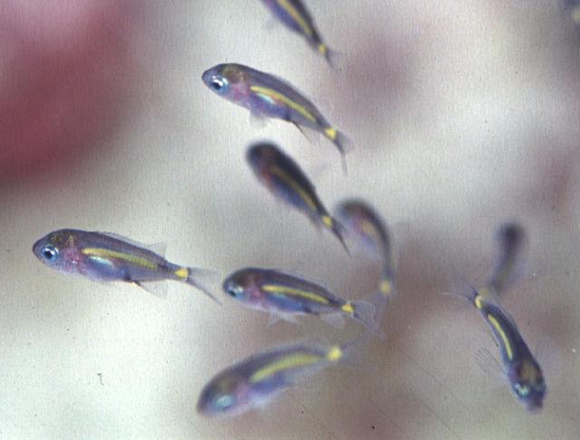 Acanthochromis polyacanthus (Castagnola spinosa)